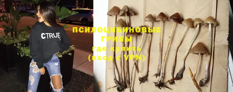 Псилоцибиновые грибы Cubensis  Красавино 